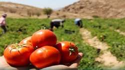  آغاز برداشت گوجه‌فرنگی از ۱۷۰۰هکتار از مزارع گلستان